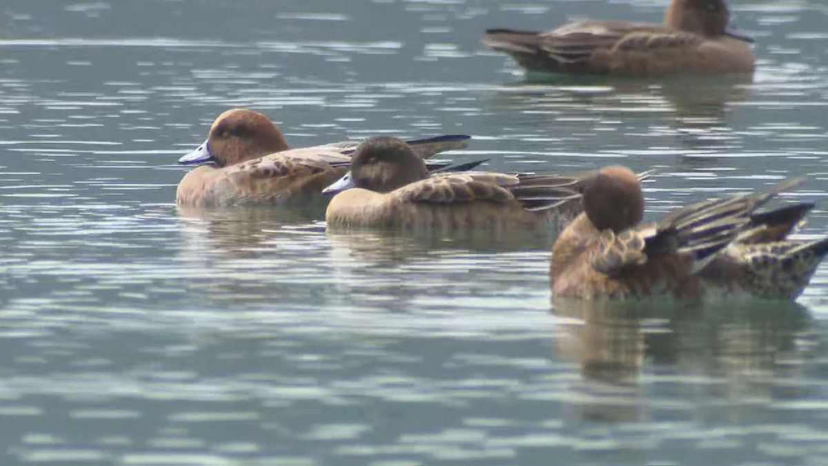 冬の渡り鳥・ヒドリガモ飛来　静かな水面で羽を休め悠々と泳ぐ　50羽以上が暖かい紀州で冬を過ごす　三重・紀北町