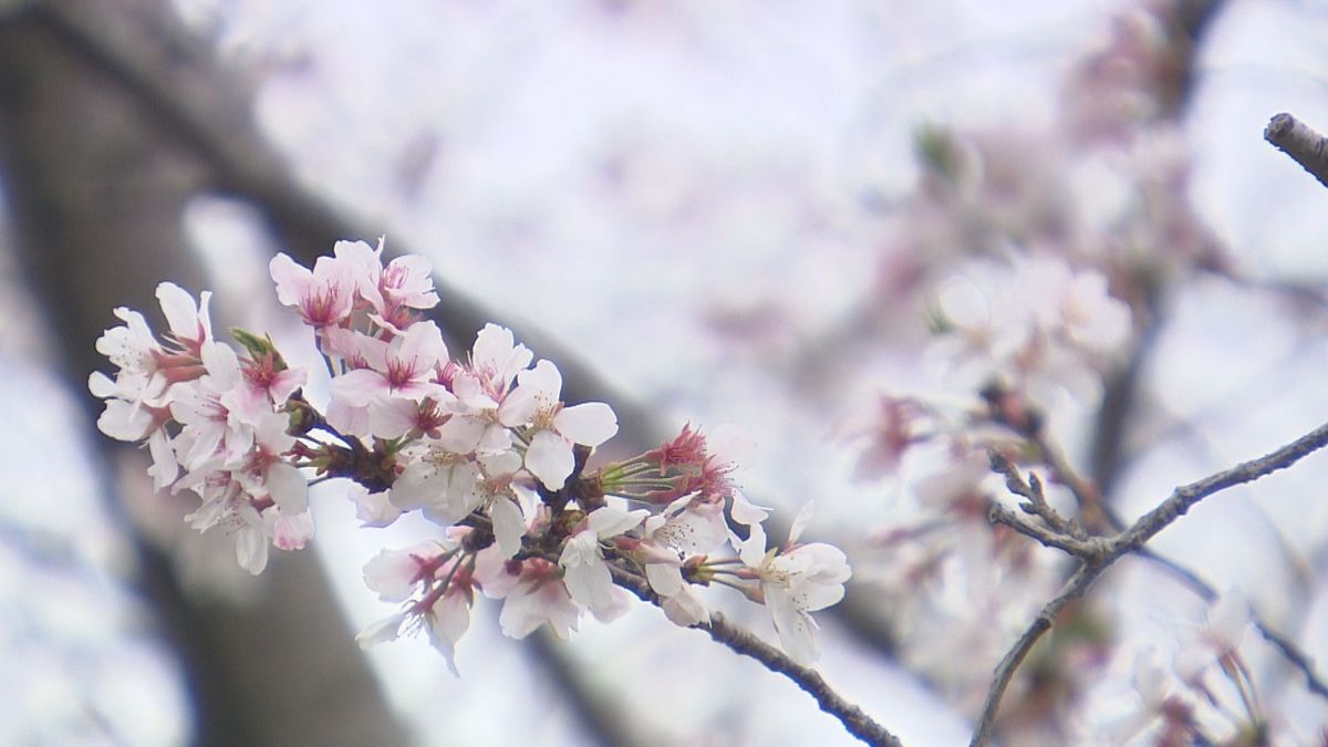 西日本で最も遅く…ソメイヨシノ満開 遅かった理由は｢わからない｣　まだ間に合う花見スポットは？