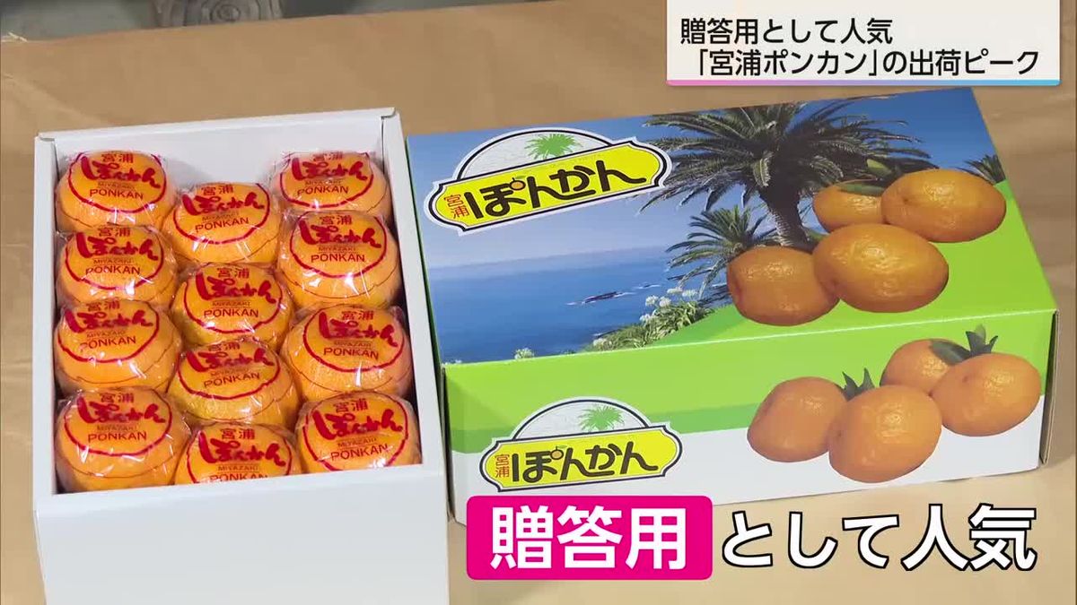 贈答用として人気　冬の味覚・ポンカン　日南市で出荷ピーク