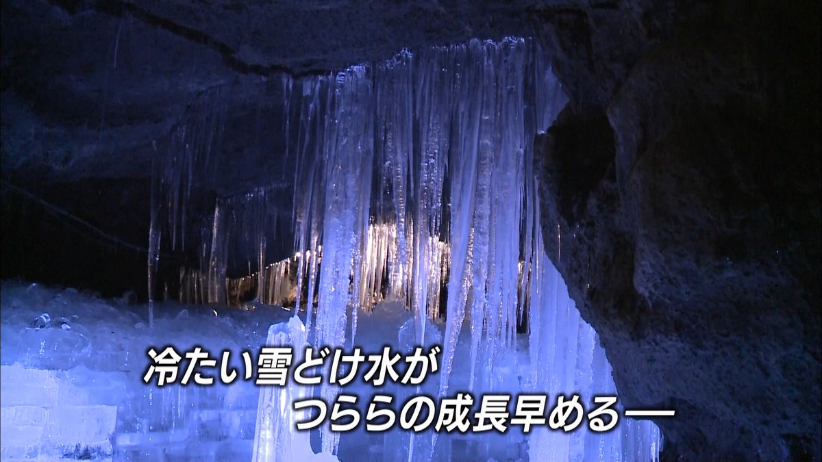 富士山麓「富岳風穴」で氷筍・氷柱が成長中