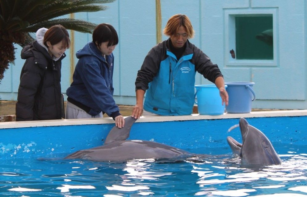 イルカとのスキンシップで「気分向上!?」　同朋大が南知多ビーチランドで実験　唾液の分泌量などで検証