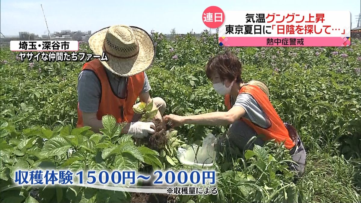 気温グングン上昇！　炎天下で野菜の収穫体験　果物や野菜のソフトクリームも人気