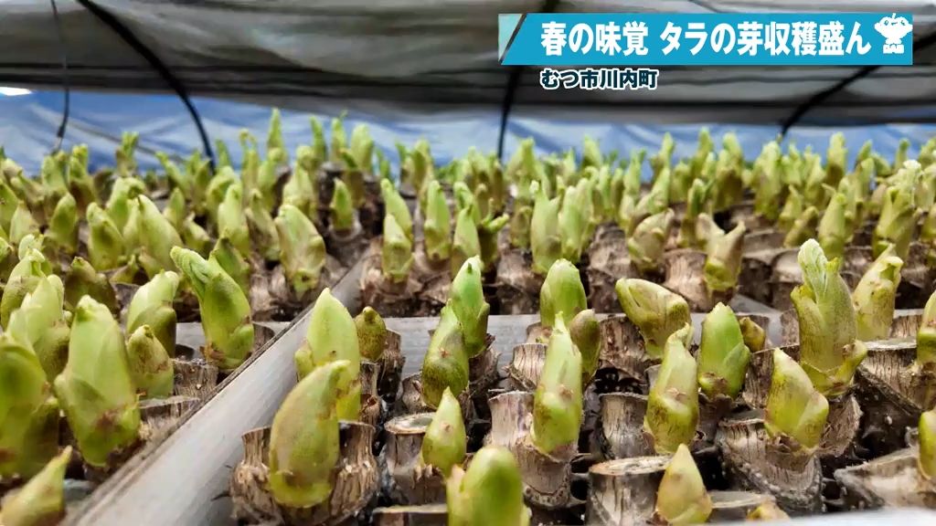 下北から春をお届け　水耕栽培の“タラの芽”を収穫　青森県むつ市