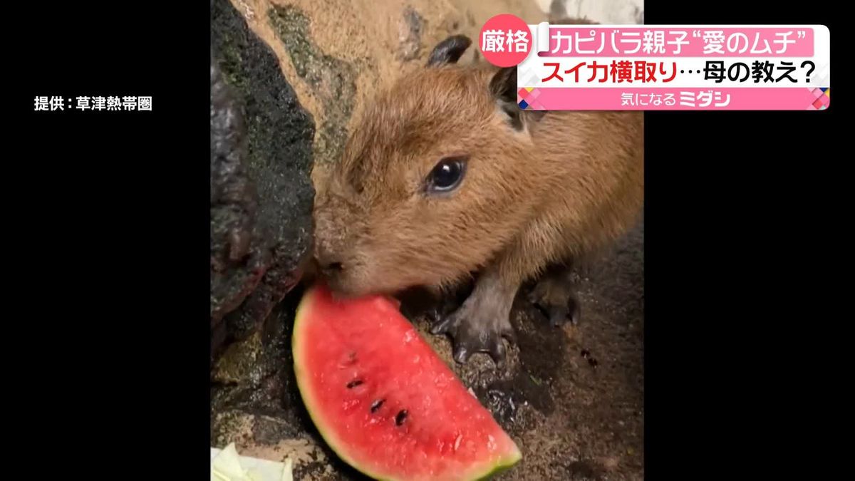 カピバラの赤ちゃん　初めて食べるスイカを母親に奪われる…　飼育員「母親の教えと思いたい」