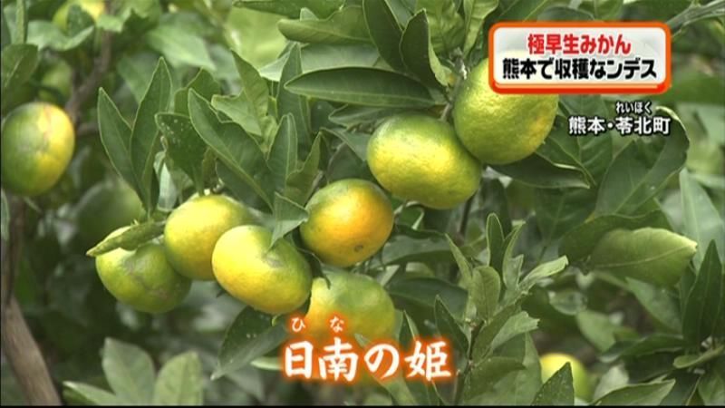 極早生ミカンの収穫始まる　熊本・天草地方