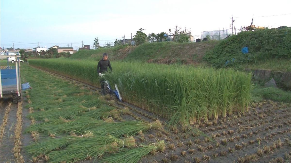 しめ縄の材料の「古代米」などの稲　刈り取り作業　愛知・岡崎市