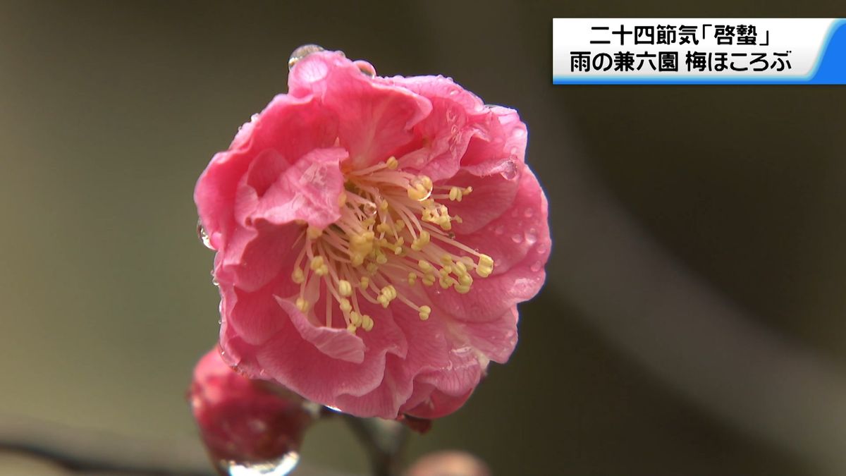 雨の｢啓蟄｣　兼六園のウメほころぶ　去年より1か月遅れで咲き始め