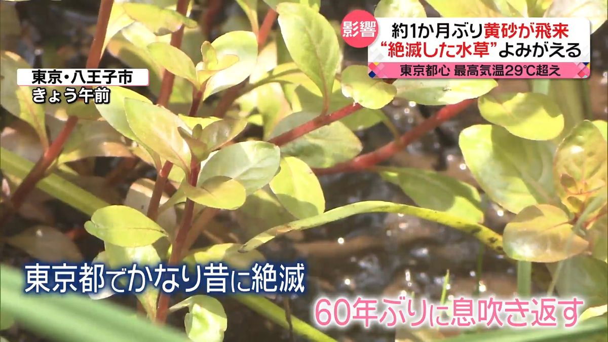 広い範囲に「黄砂」が飛来　東京都心は夏日に　八王子市の池で“絶滅した水草”よみがえる