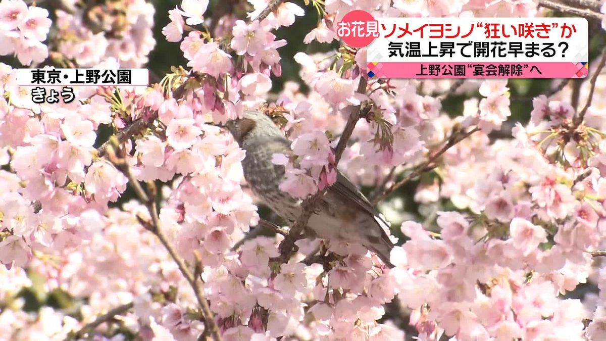 桜の開花が近づく　東京・上野公園は“宴会解禁“へ　花見シーズン前に伐採進める名所も…