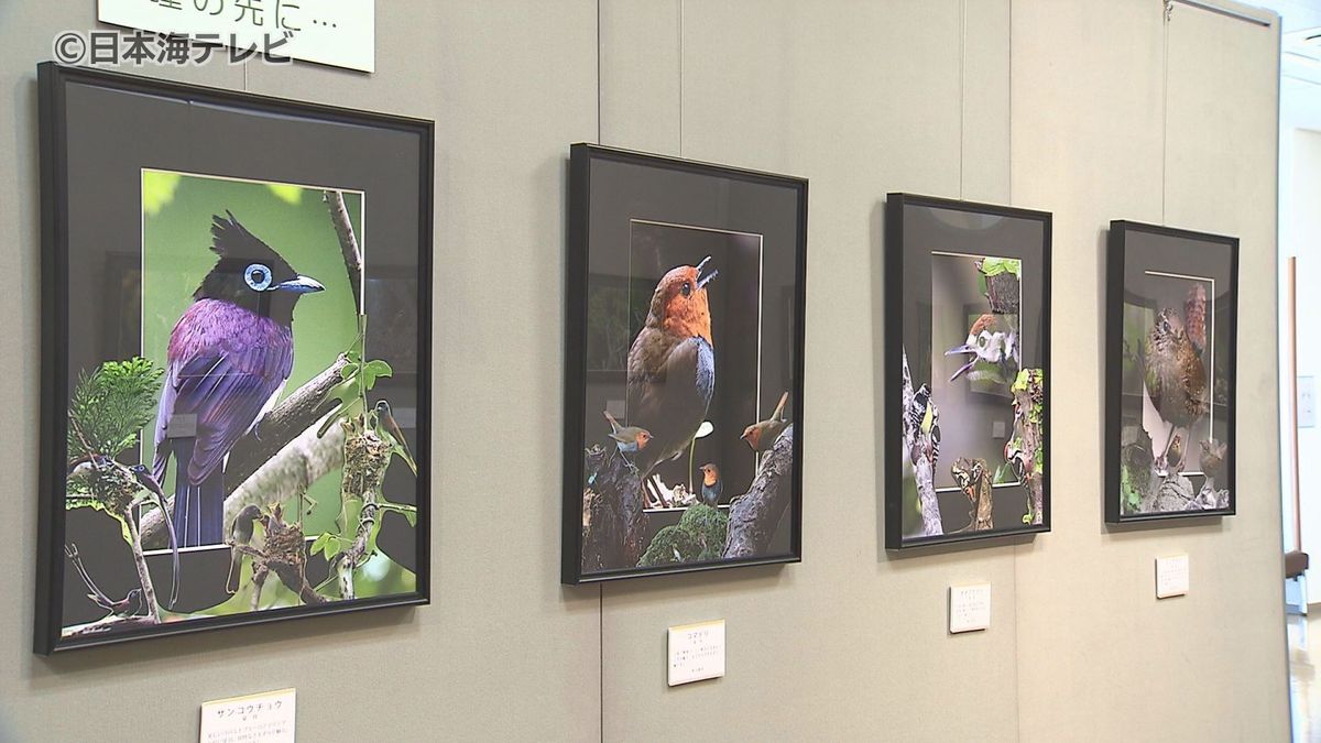 愛鳥週間に合わせ 野鳥の写真展　希少な鳥”イヌワシ”の写真など26種44点を展示　鳥取県大山町