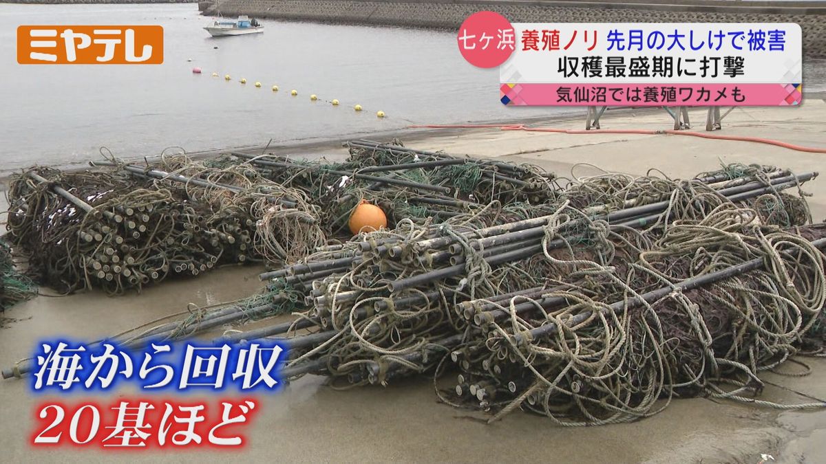 【被害額は約9千万円】1月の大しけ影響で「海苔養殖」に被害＜宮城県＞