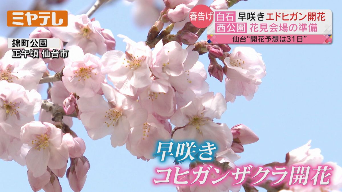 【桜の便り】公園で花見会場準備　白石では早咲き「エドヒガン」開花（宮城）