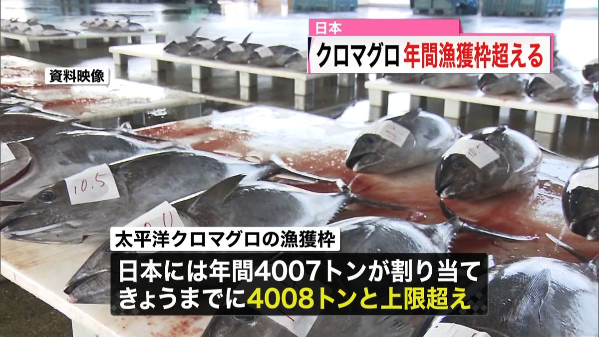日本のクロマグロ漁獲量　年間漁獲枠超える