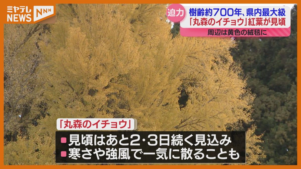 「圧巻です」樹齢700年 宮城県内最大級のイチョウ　"紅葉"が見頃（宮城・丸森町）