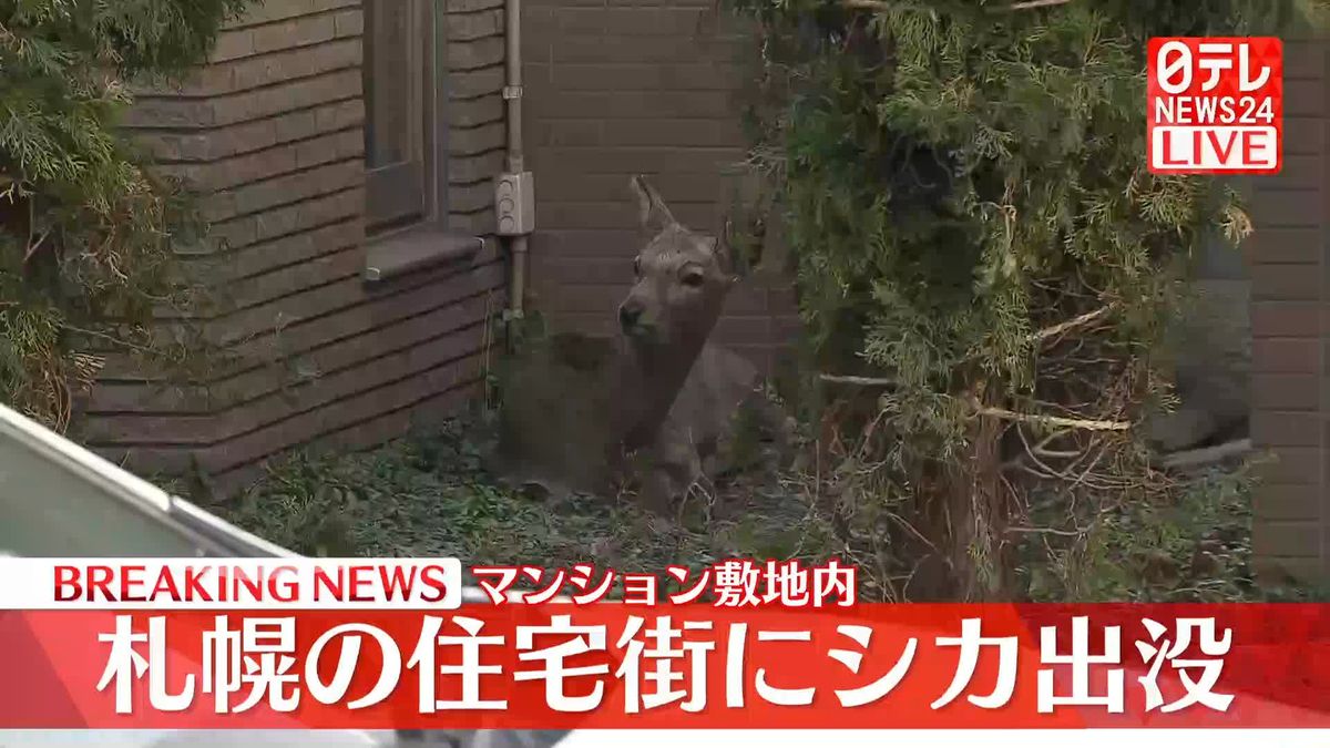 札幌市の住宅街にシカ2頭　マンション敷地内に出没　けが人はなし