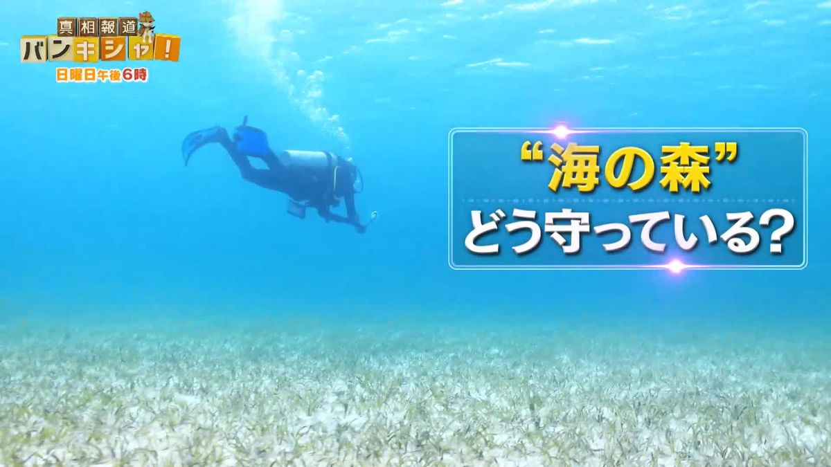 バハマの美しい海を守るため…身近な習慣　世界最大「海の森」桝がナゾ解明【バンキシャ！】