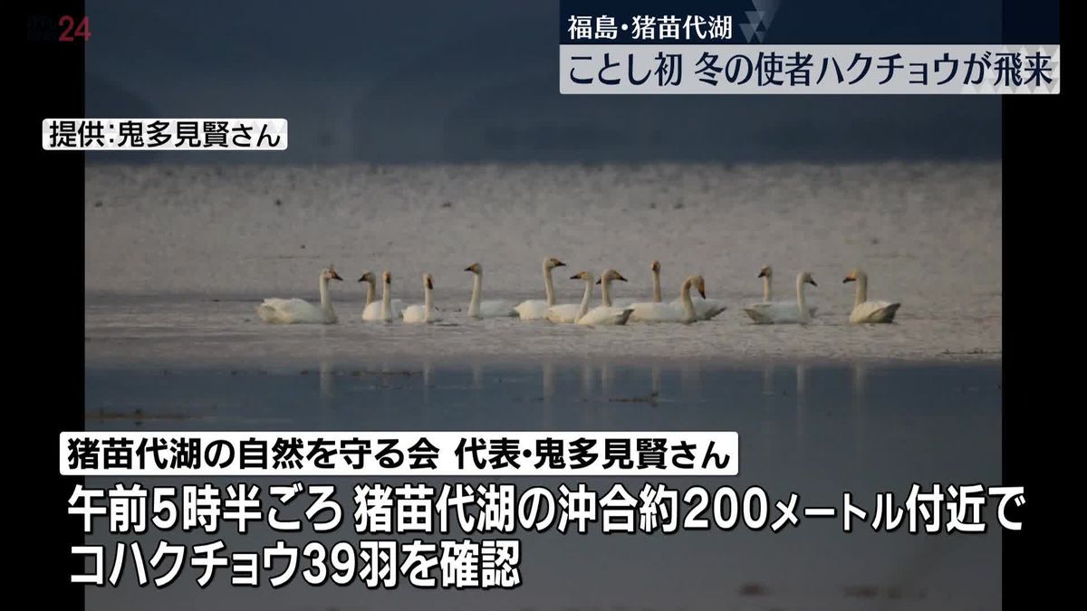 福島・猪苗代湖で今年初　冬の使者ハクチョウが飛来