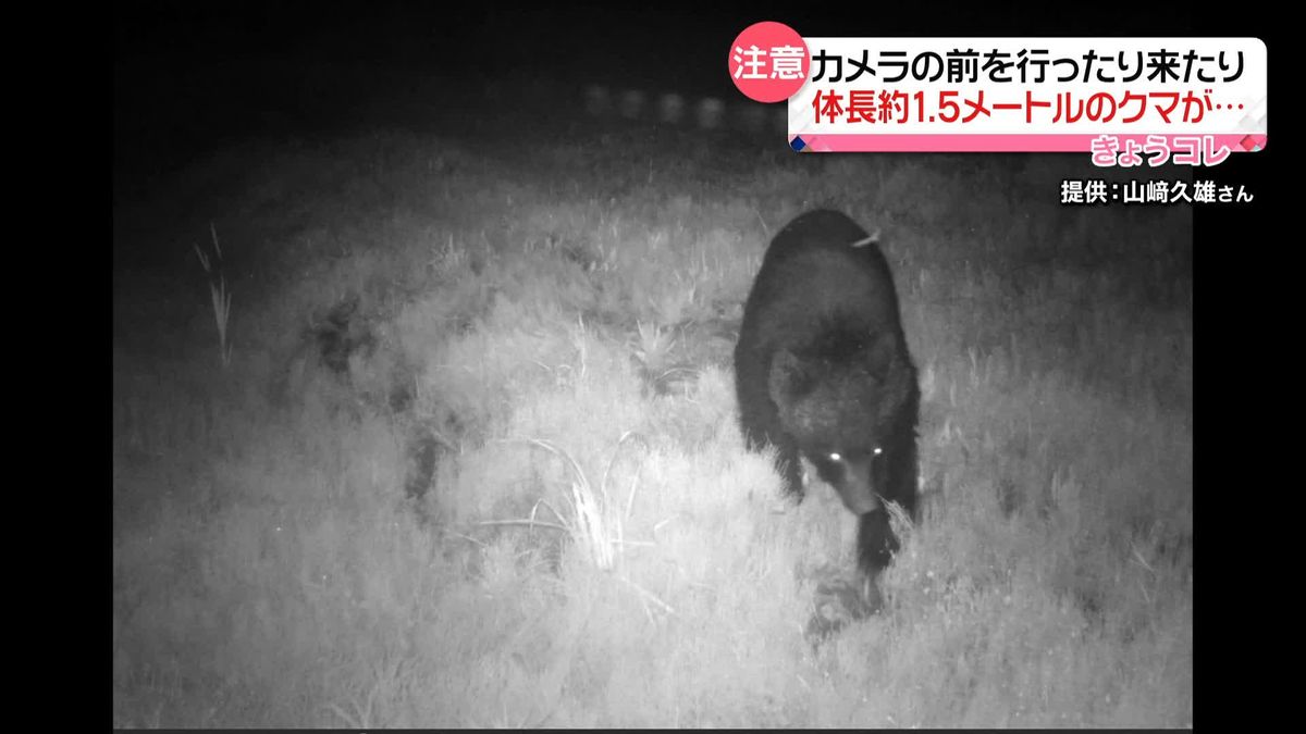 新潟市でも“クマ”目撃相次ぐ　カメラが捉えた姿は…