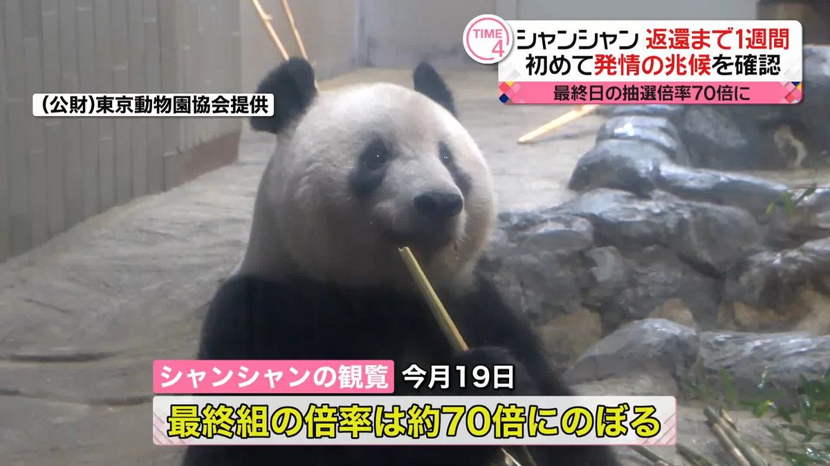 上野動物園　パンダのシャンシャン返還まで1週間　初めて発情の兆候を確認　最終日の抽選倍率70倍に