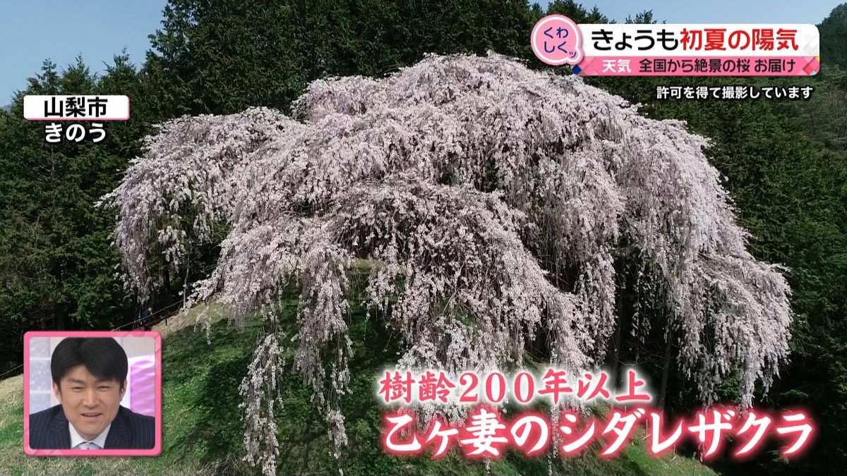 樹齢２００年以上！凛と咲く見事な一本桜