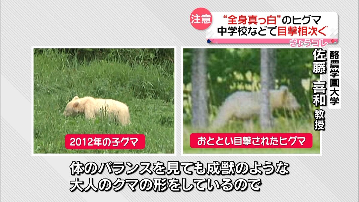 “真っ白”のヒグマ目撃相次ぐ　北海道