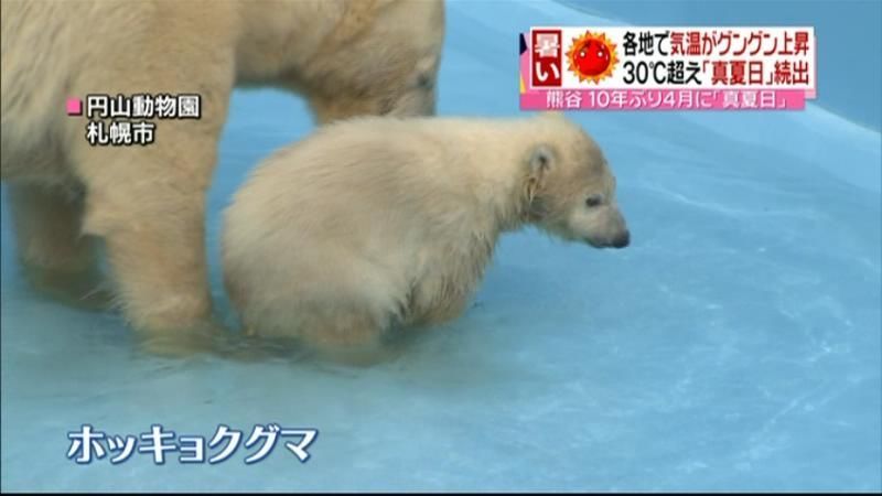 初プール♪ホッキョクグマの赤ちゃん　札幌