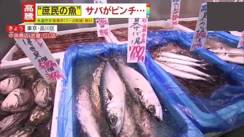 価格は高くサイズは小さく…サバ一匹842円