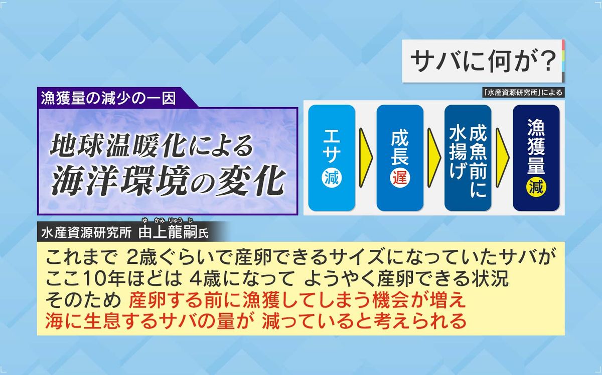 サバの漁獲量減少の一因に『地球温暖化』