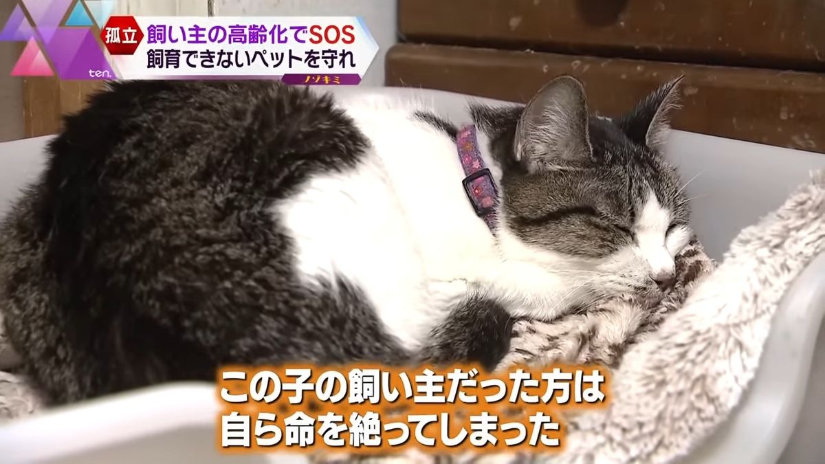 飼い主が自殺し、一人ぼっちに…