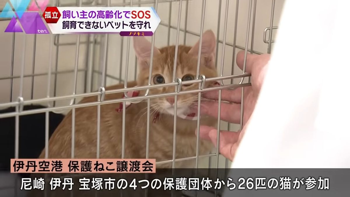 26匹の猫が参加した「譲渡会」