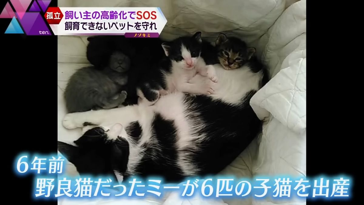 高齢女性宅のベランダで野良猫が出産