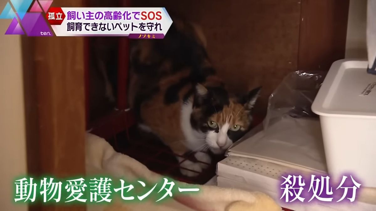 動物愛護センターからは「殺処分」と言われ…