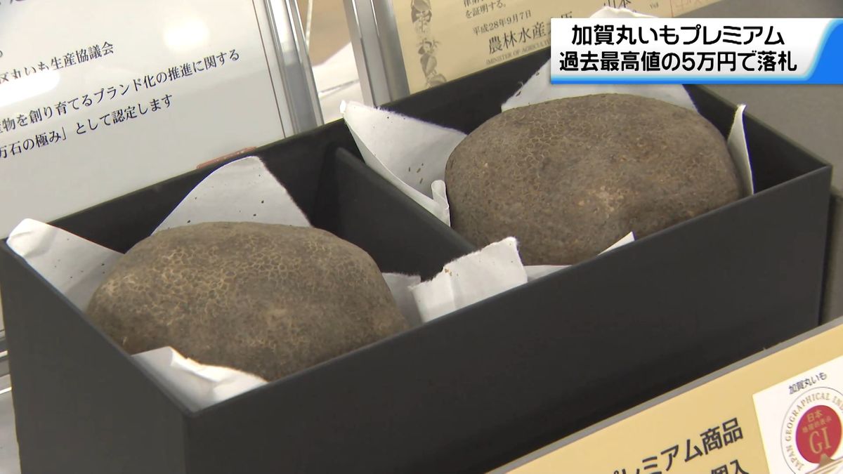 加賀丸いも初競り　最上級品は過去最高値の5万円に