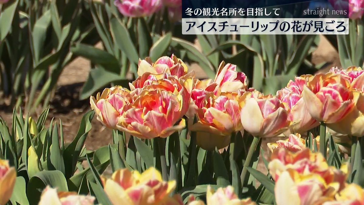 花は3月中旬まで楽しめる