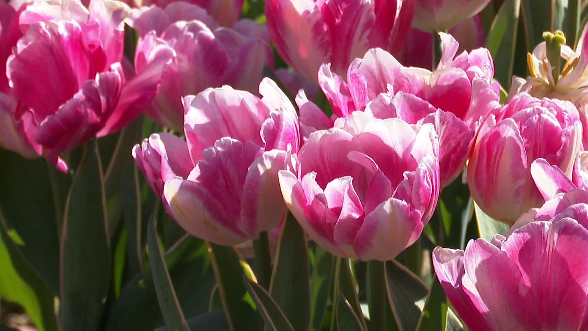 冬の時期に咲く 和水町でアイスチューリップの花が見ごろ