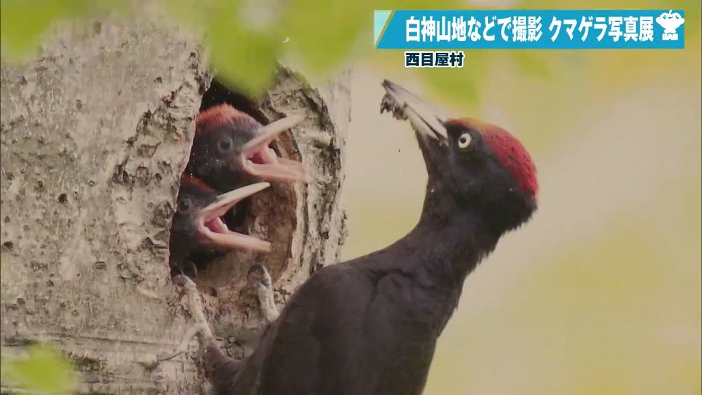 今月30日まで！世界遺産の白神山地などで撮影されたクマゲラの貴重な写真を展示　青森県西目屋村