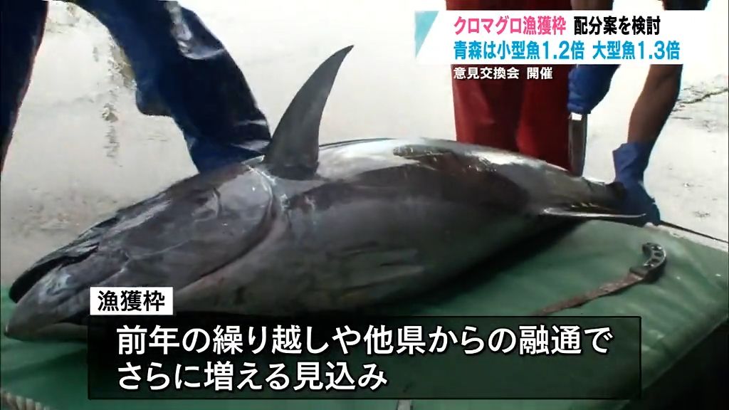 マグロの町・大間でも「安心している」　クロマグロ都道府県別配分案で青森県も増加