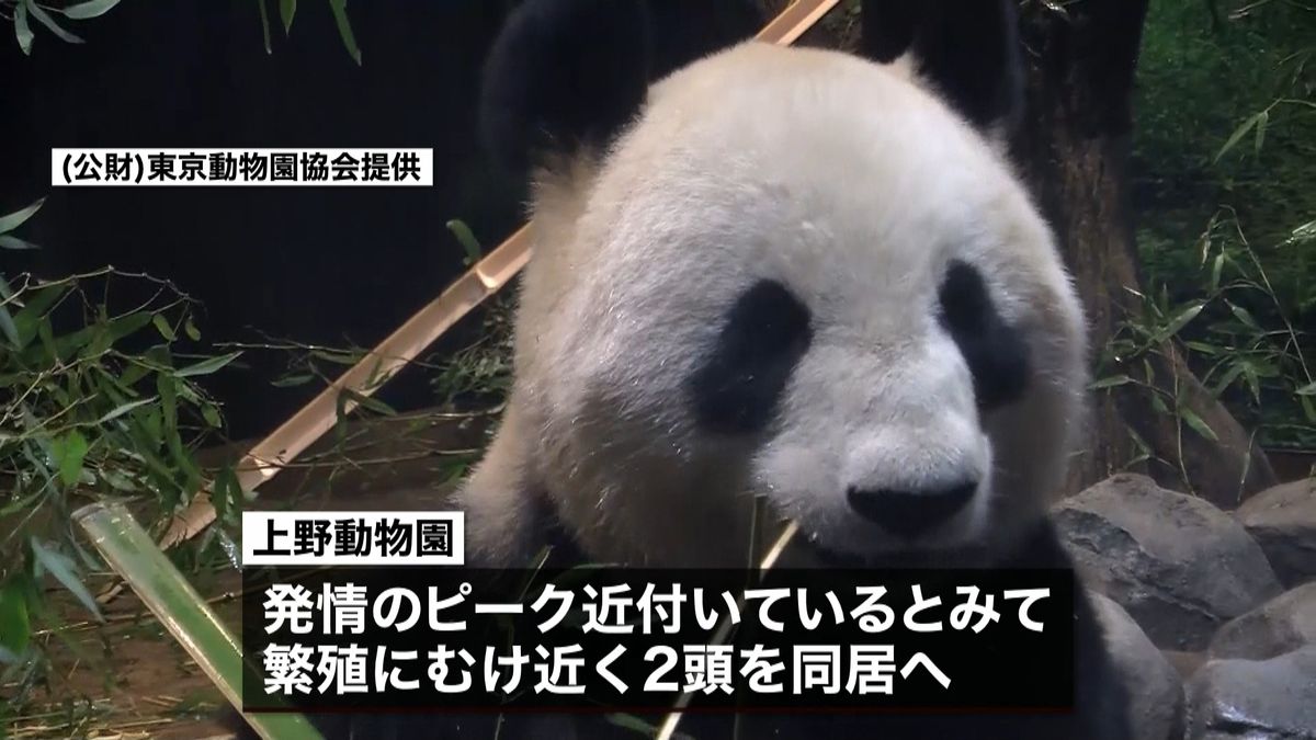 上野動物園のジャイアントパンダに発情兆候