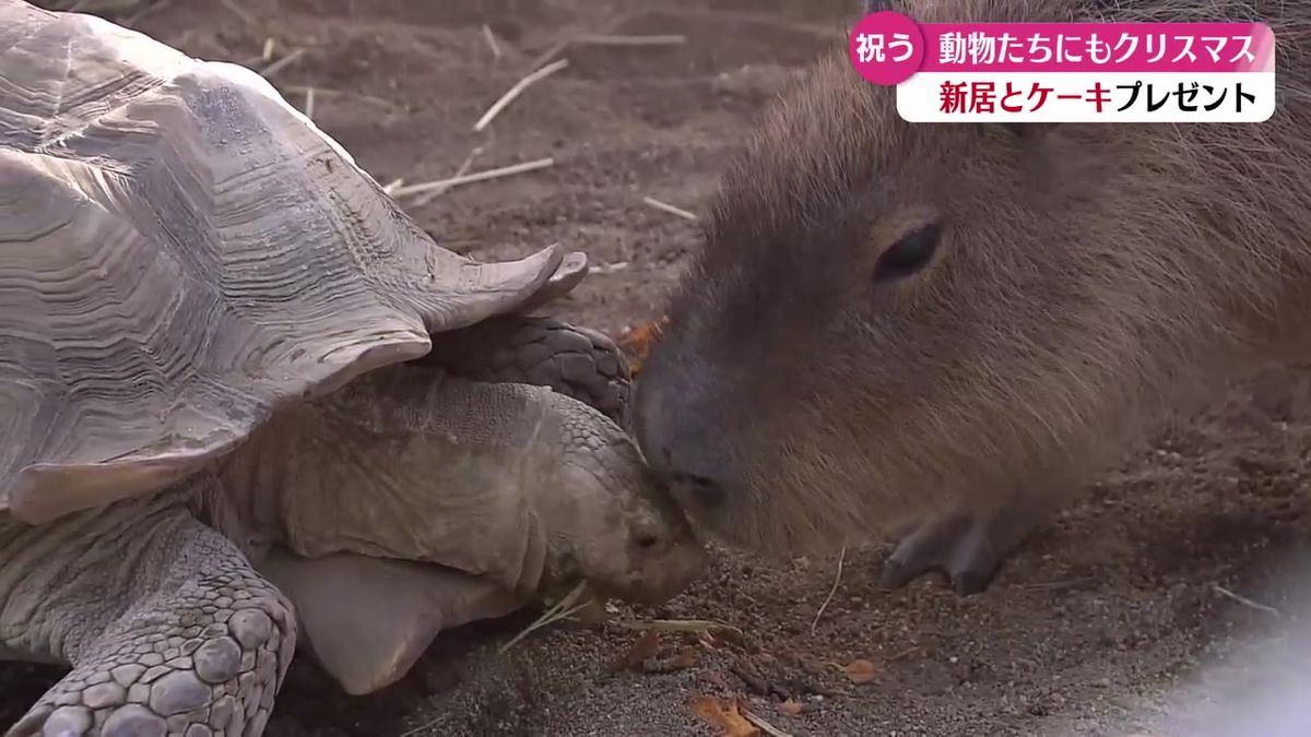 桂浜水族館でカピバラとリクガメの新居が完成 引越祝いに野菜で作った特製のクリスマスケーキをプレゼント【高知】