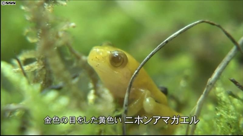 金目ダル」のカエルが人気 富山の水族館（2012年8月7日掲載）｜日テレNEWS NNN