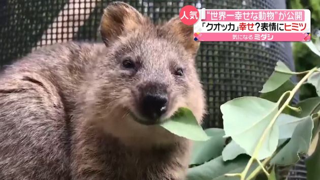 世界一幸せな動物 クオッカ ついに公開