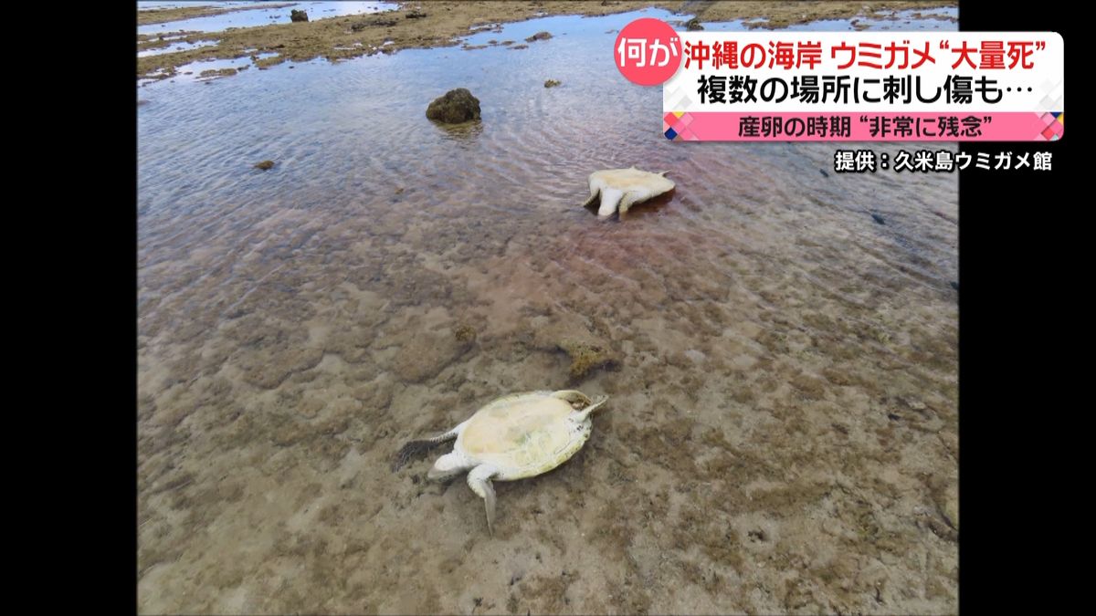 沖縄・久米島の海岸で数十匹のウミガメが“死亡“　首元に刺し傷も…　絶滅危惧種