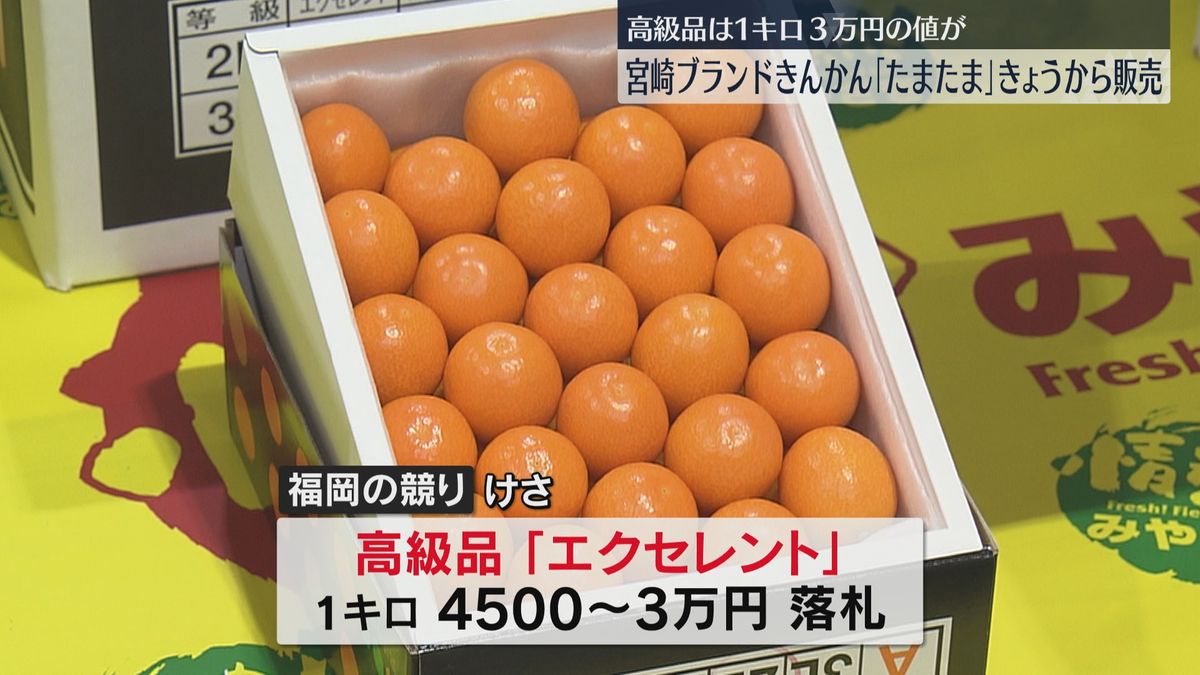 高級品「エクセレント」は1キロ3万円で落札　きんかん「たまたま」福岡で初売り