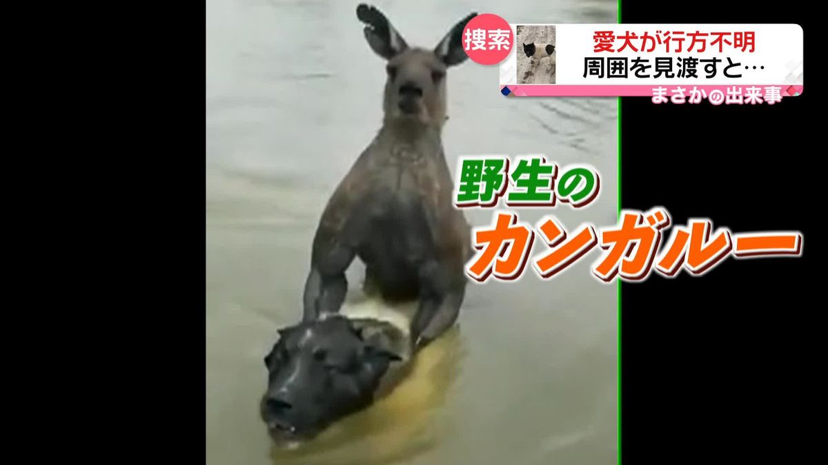 野生のカンガルーが愛犬「ハチ」の首を後ろから“ロック”!?…飼い主が立ち向かい救出　オーストラリア