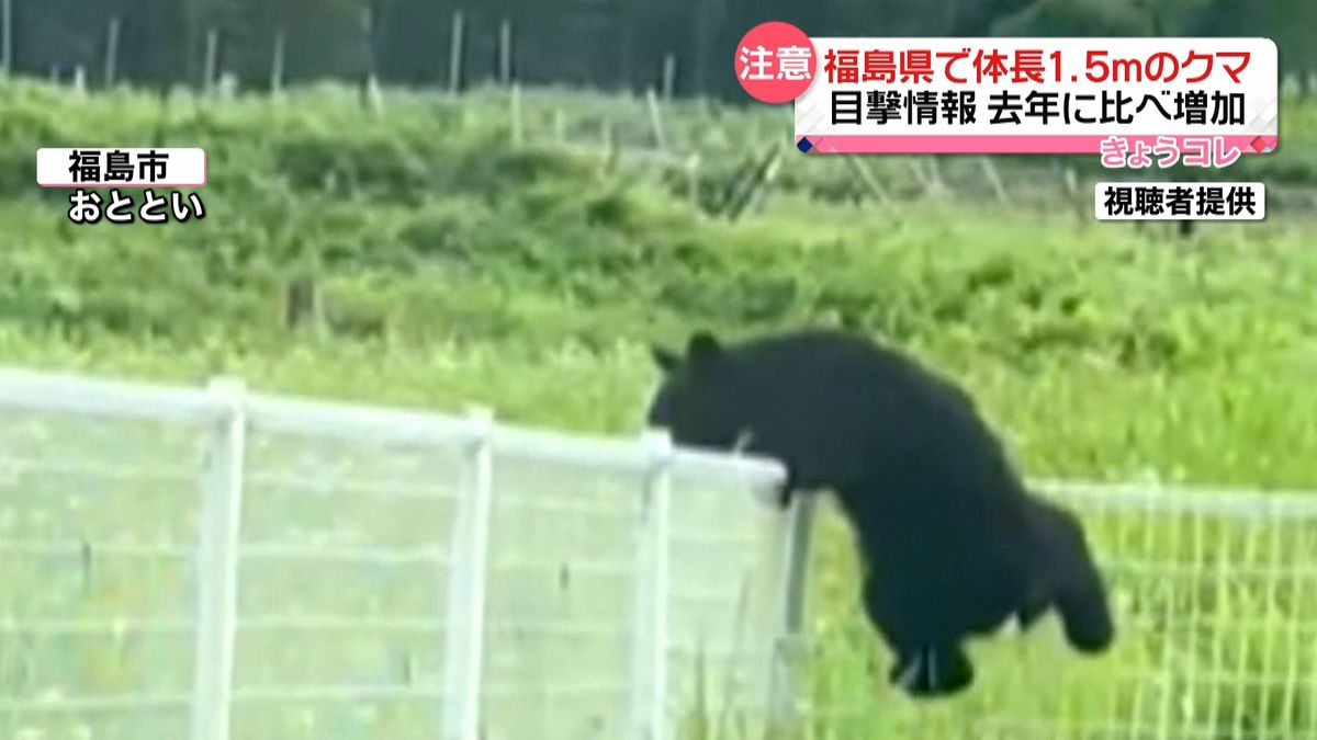 福島市郊外にクマ出没　体長1.5メートル　フェンス乗り越え逃げる