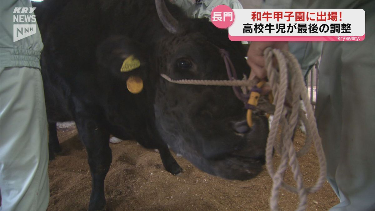 和牛甲子園に挑む高校牛児たち…手塩にかけて育てた黒毛和牛の「まつりみどり」と