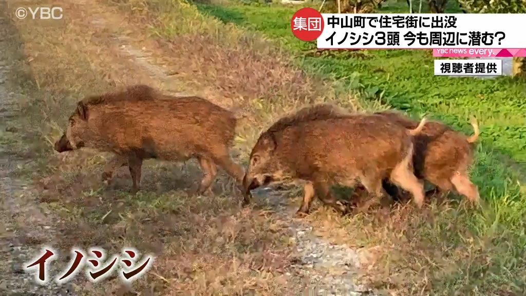 イノシシ3頭がリンゴ畑に出没！追い払う際の映像も…「ミミズを食べにやってくる」と畑所有者の男性（2023年11月3日掲載）｜日テレNEWS NNN