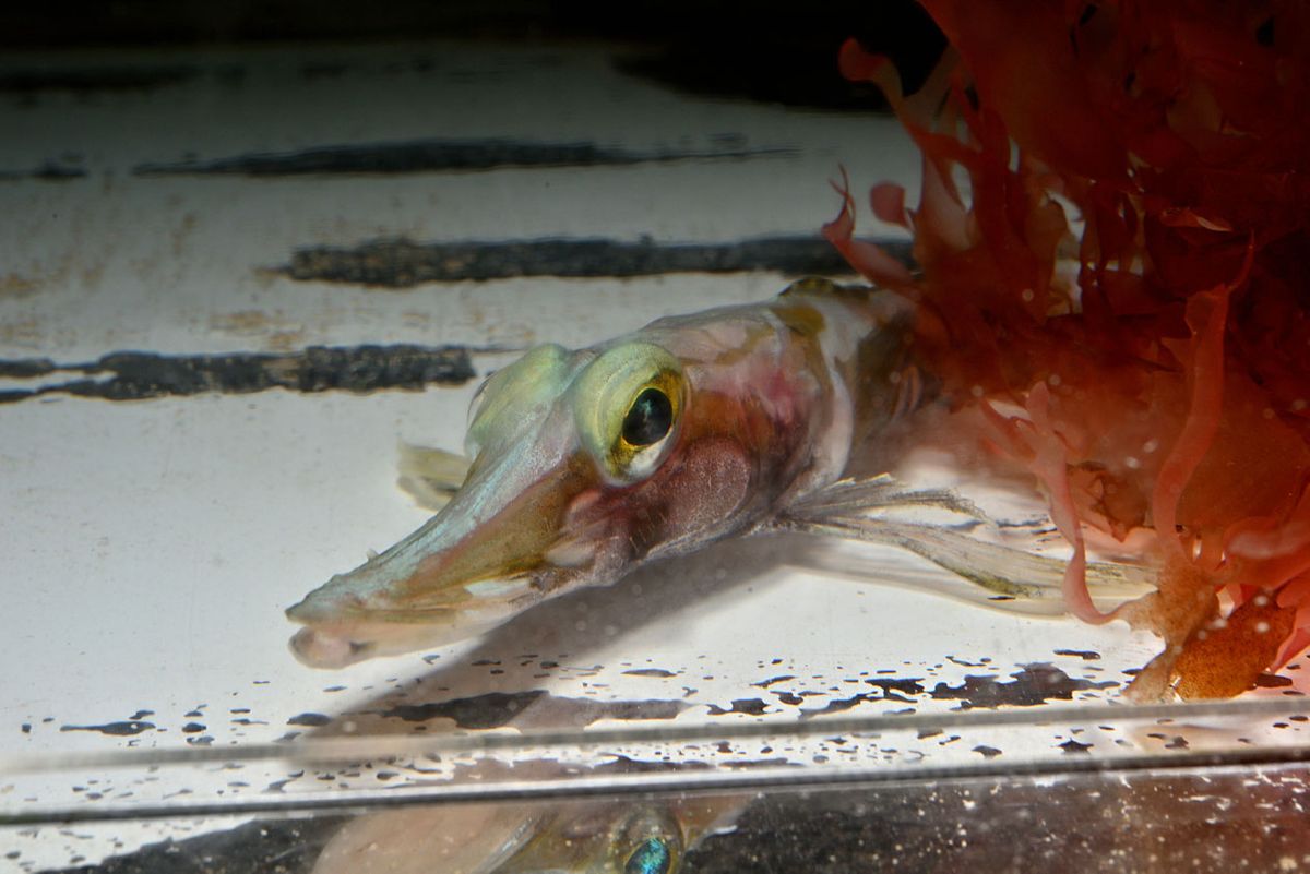 メガネカモグチウオ（名古屋港水族館提供）