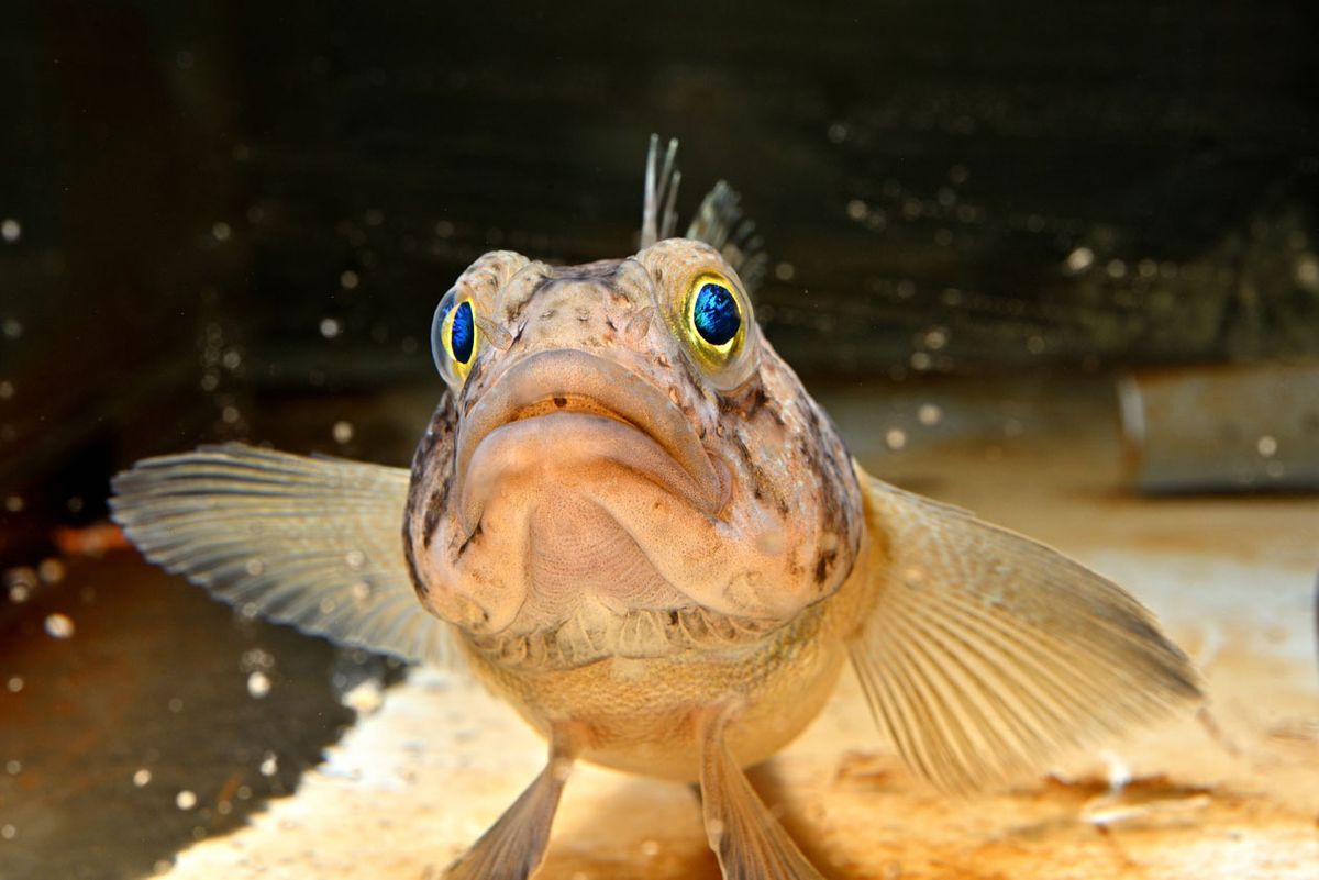 ショウワギス（名古屋港水族館提供）