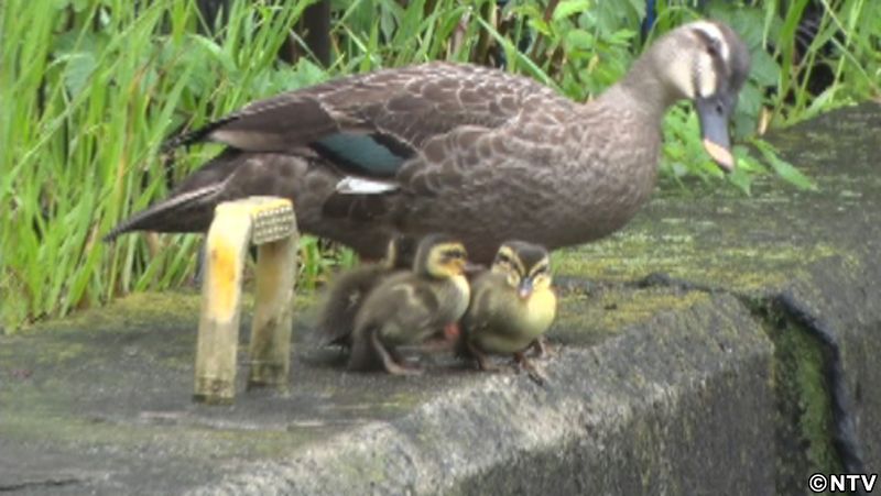 志村どうぶつ園、カモ親子の引っ越しに密着